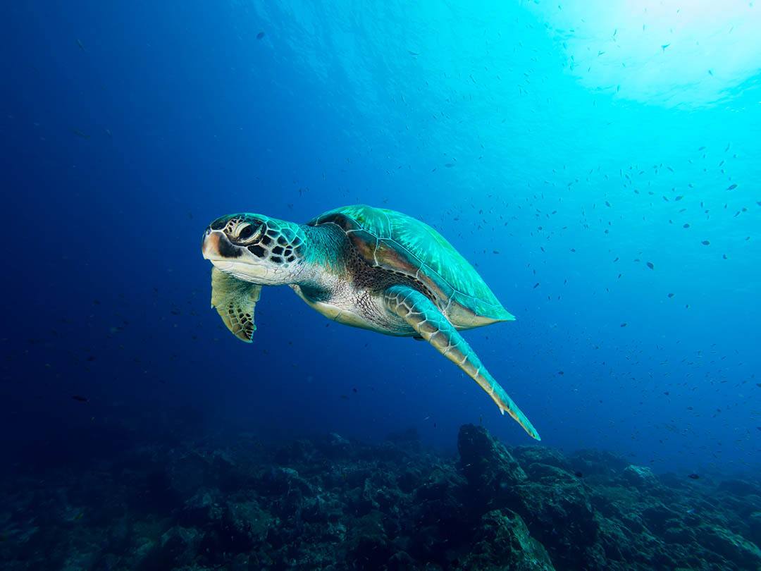 Extreme E sosterrà la protezione della tartaruga verde, specie in via di estinzione, e della tartaruga embricata che è in pericolo di estinzione